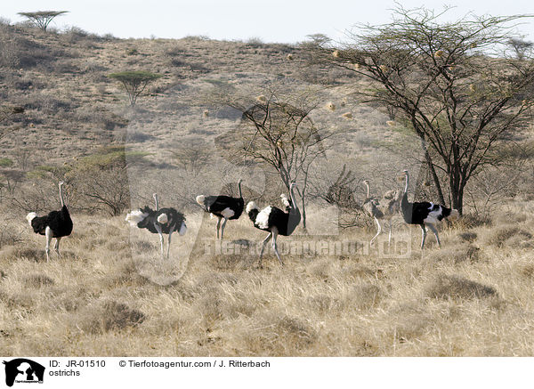 Somali-Straue / ostrichs / JR-01510