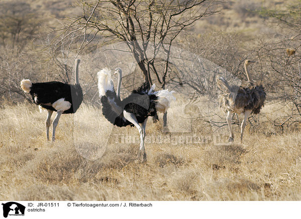 Somali-Straue / ostrichs / JR-01511