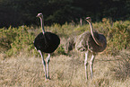 somali ostrichs