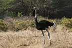 somali ostrich