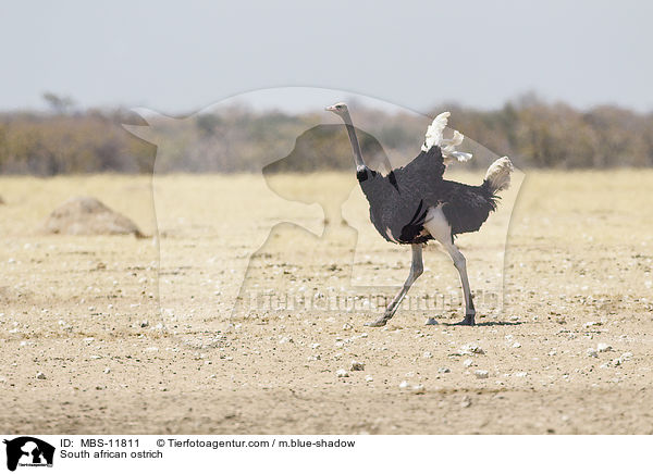 Sdafrikanischer Strau / South african ostrich / MBS-11811