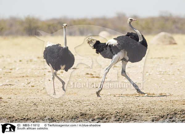 Sdafrikanische Straue / South african ostrichs / MBS-11812