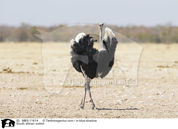 Sdafrikanischer Strau / South african ostrich / MBS-11814