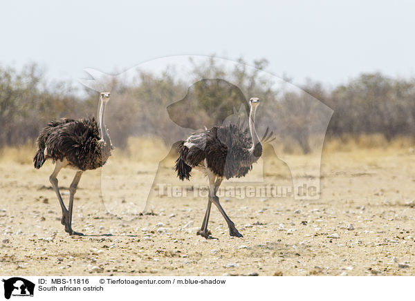Sdafrikanischer Strau / South african ostrich / MBS-11816