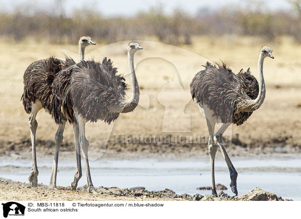Sdafrikanische Straue / South african ostrichs / MBS-11818