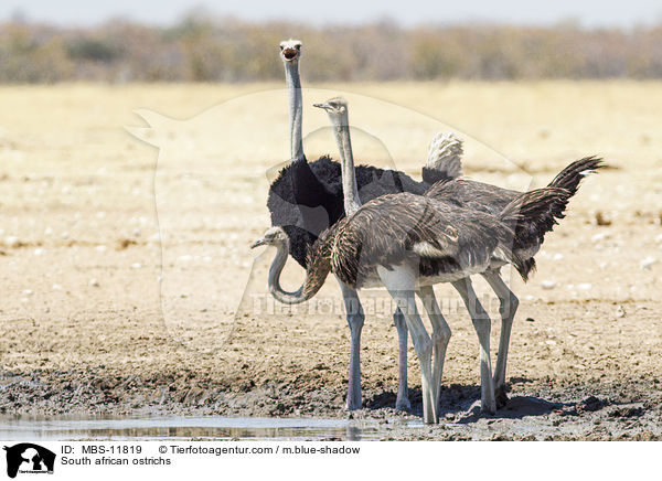 Sdafrikanische Straue / South african ostrichs / MBS-11819