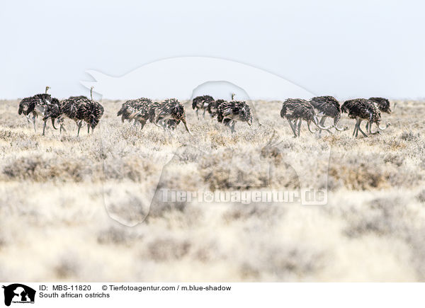 Sdafrikanische Straue / South african ostrichs / MBS-11820