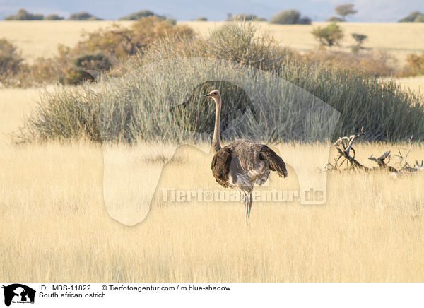 Sdafrikanischer Strau / South african ostrich / MBS-11822