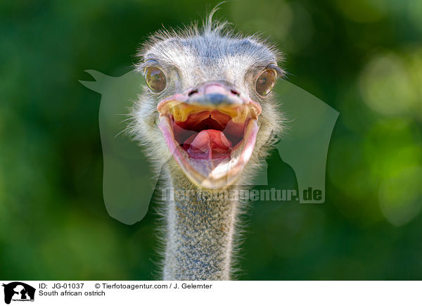 Sdafrikanischer Blauhalsstrau / South african ostrich / JG-01037