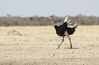 South african ostrich