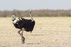 South african ostrich