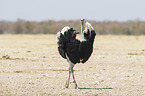 South african ostrich