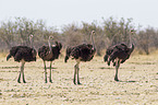 South african ostrichs