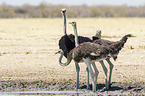 South african ostrichs