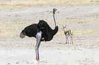 South african ostrich