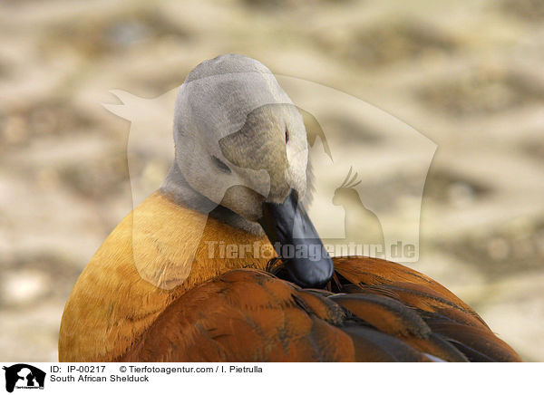 Graukopfkasarka im Portrait / South African Shelduck / IP-00217