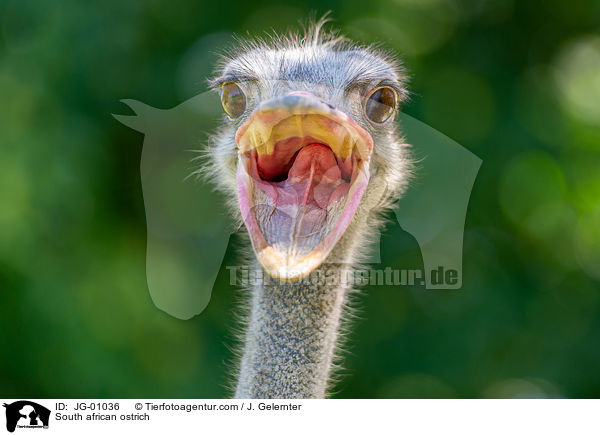 Sdafrikanischer Blauhalsstrau / South african ostrich / JG-01036