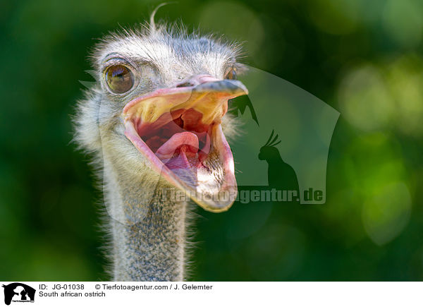 Sdafrikanischer Blauhalsstrau / South african ostrich / JG-01038