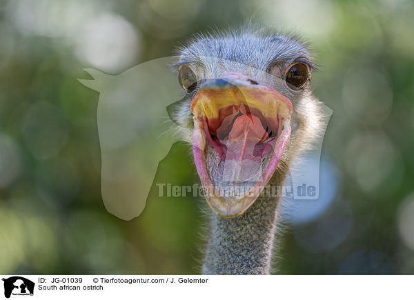 Sdafrikanischer Blauhalsstrau / South african ostrich / JG-01039