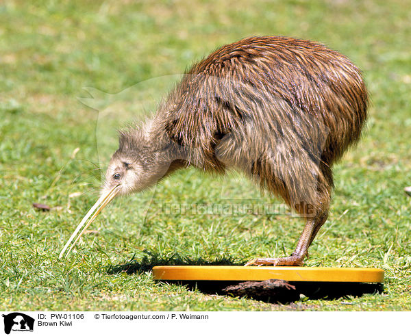 Streifenkiwi / Brown Kiwi / PW-01106