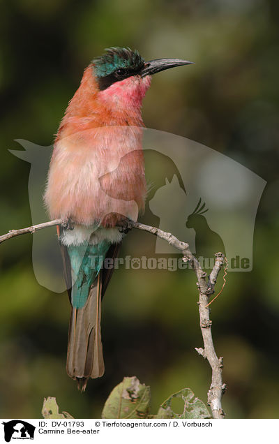 Karminspint / Carmine Bee-eater / DV-01793