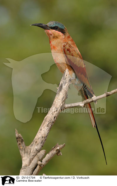 Karminspint / Carmine Bee-eater / DV-01794