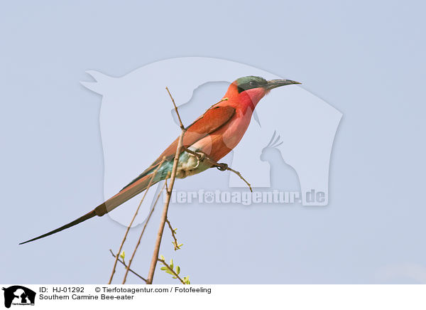 Karminspint / Southern Carmine Bee-eater / HJ-01292