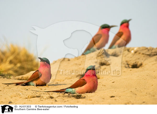 Karminspint / Southern Carmine Bee-eater / HJ-01303