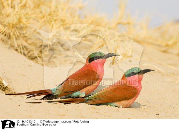 Karminspint / Southern Carmine Bee-eater / HJ-01316