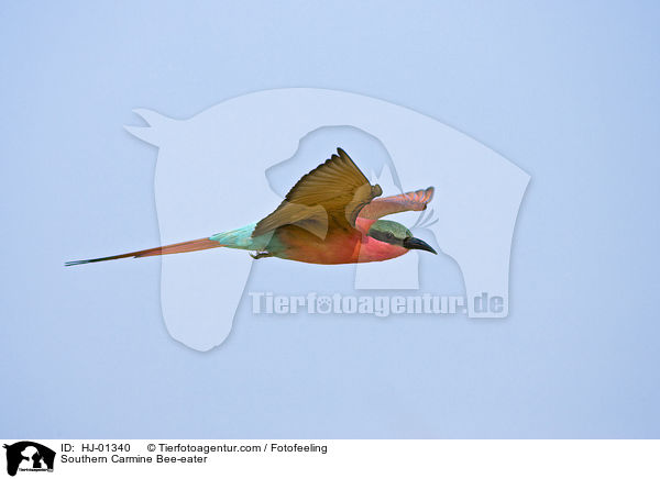 Karminspint / Southern Carmine Bee-eater / HJ-01340