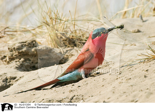 Karminspint / Southern Carmine Bee-eater / HJ-01354