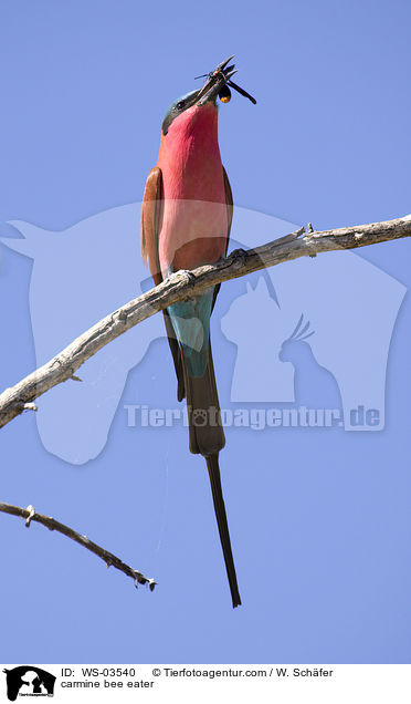 Karminspint / carmine bee eater / WS-03540