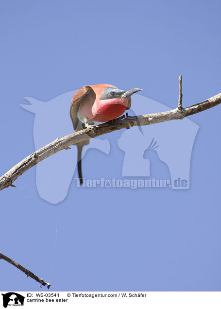 Karminspint / carmine bee eater / WS-03541