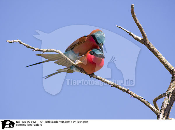 Karminspinte / carmine bee eaters / WS-03542