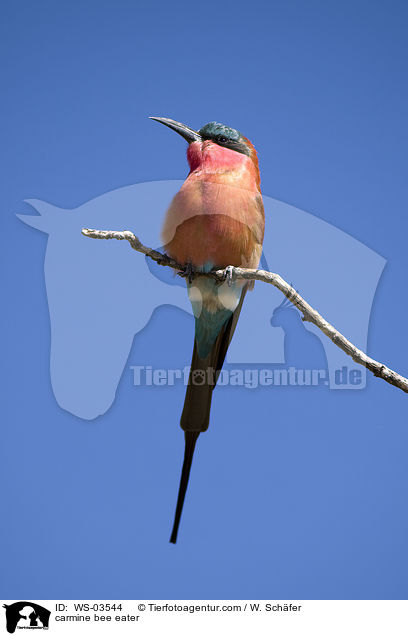 Karminspint / carmine bee eater / WS-03544