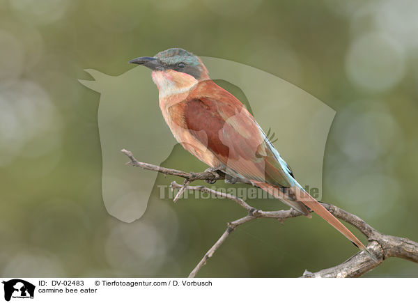Karminspint / carmine bee eater / DV-02483