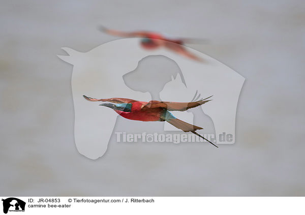 Karminspint / carmine bee-eater / JR-04853