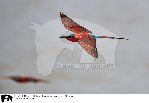 carmine bee-eater / JR-04857