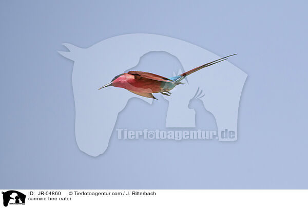 carmine bee-eater / JR-04860