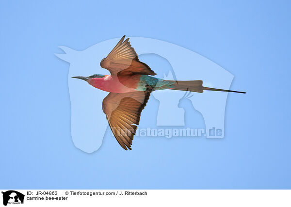 Karminspint / carmine bee-eater / JR-04863