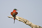 Southern Carmine Bee-eater