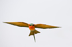 Southern Carmine Bee-eater