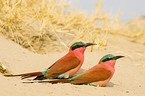 Southern Carmine Bee-eater