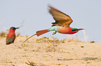 Southern Carmine Bee-eater