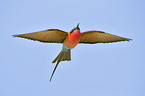 Southern Carmine Bee-eater