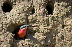 Southern Carmine Bee-eater