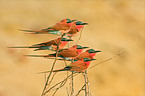 Southern Carmine Bee-eater