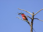 carmine bee eater