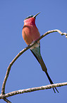 carmine bee eater