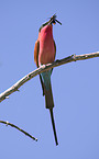 carmine bee eater